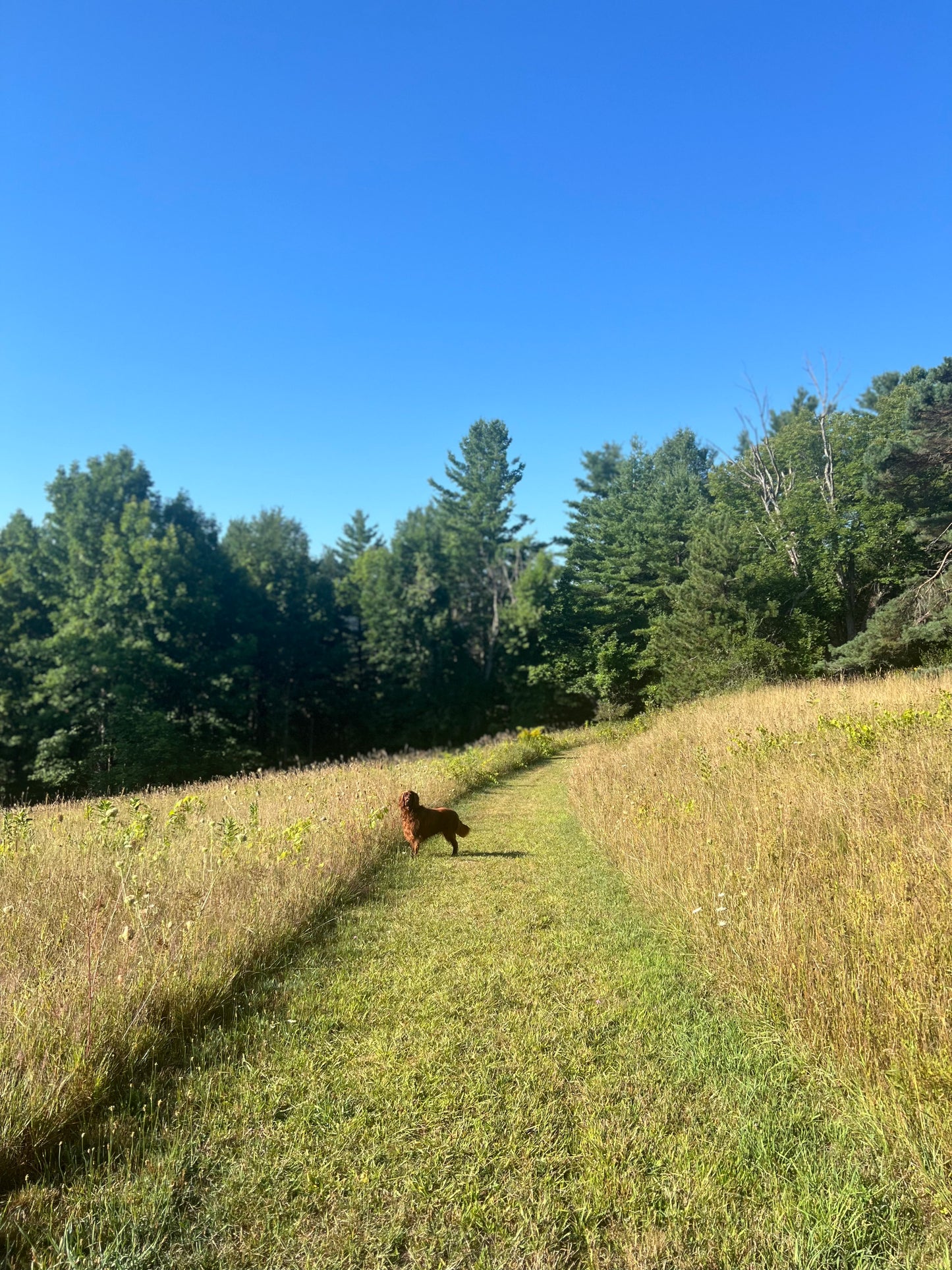 High Summer in Vermont Retreat